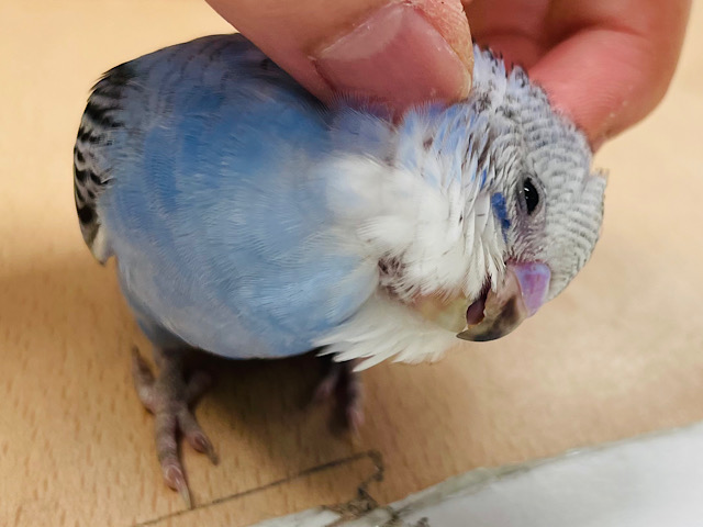 【動画更新🪄2回餌になりました⭐︎】色んな表情を見せてくれます💕セキセイインコ（オパーリン）ヒナ