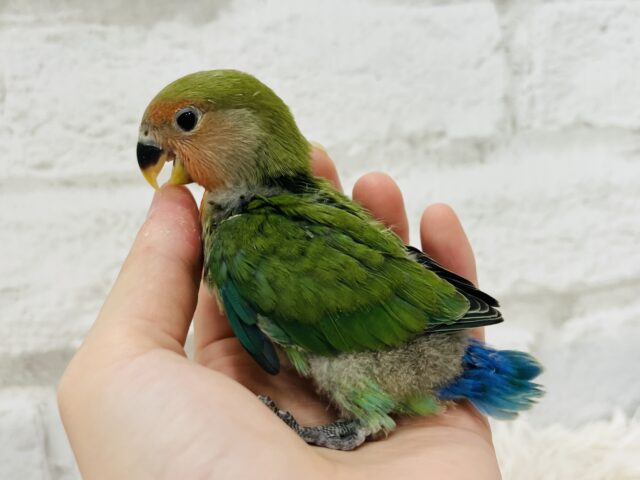 コザクラインコ（小桜インコ）