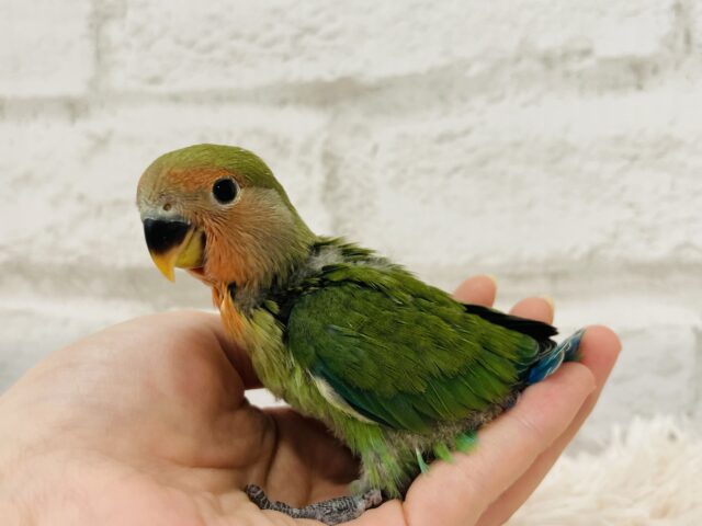 コザクラインコ（小桜インコ）