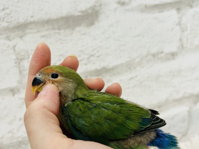 コザクラインコ（小桜インコ）