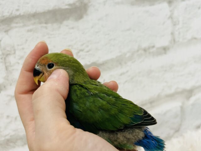 コザクラインコ（小桜インコ）