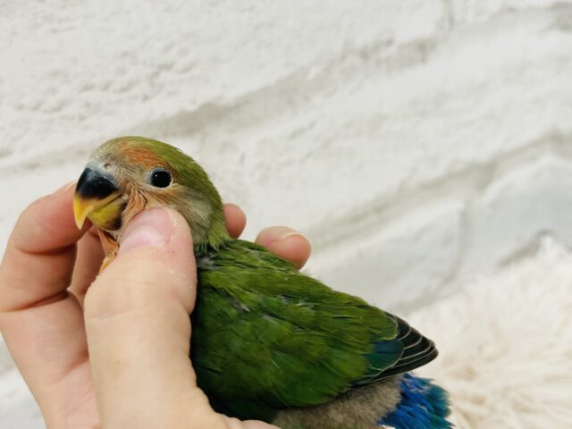 コザクラインコ（小桜インコ）