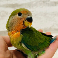【最新画像更新🪄】弾ける笑顔に癒される🐣🫧コザクラインコ(ノーマル) ヒナ