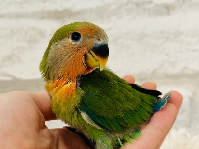 【最新画像更新🪄】弾ける笑顔に癒される🐣🫧コザクラインコ(ノーマル) ヒナ