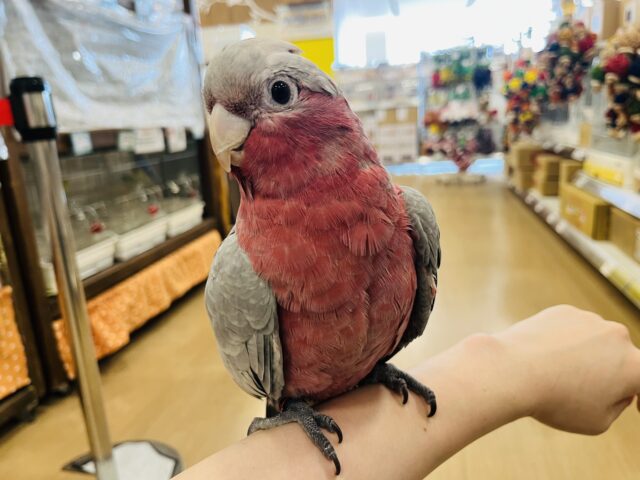 モモイロインコ