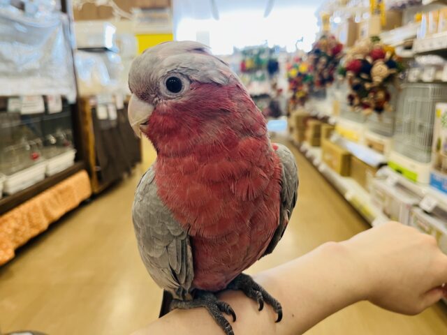 モモイロインコ