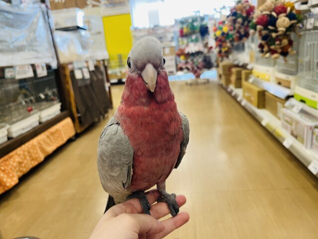 モモイロインコ