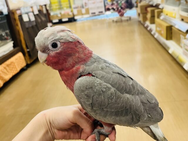 モモイロインコ