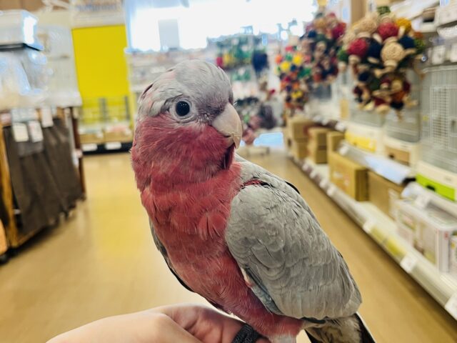 モモイロインコ