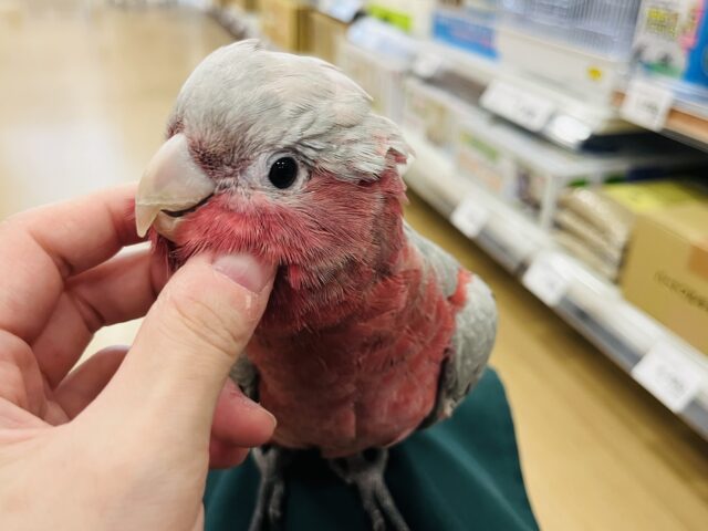 モモイロインコ