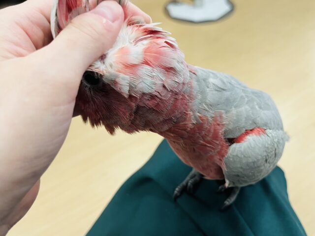 モモイロインコ