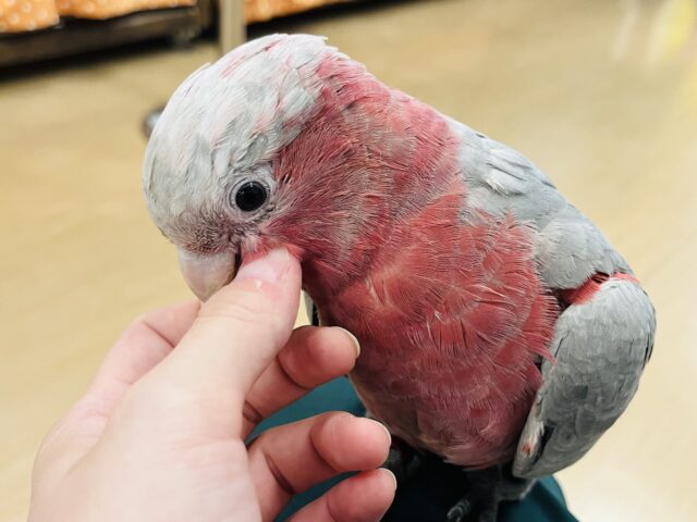 モモイロインコ