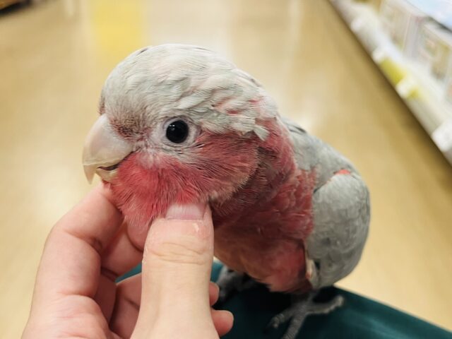 モモイロインコ