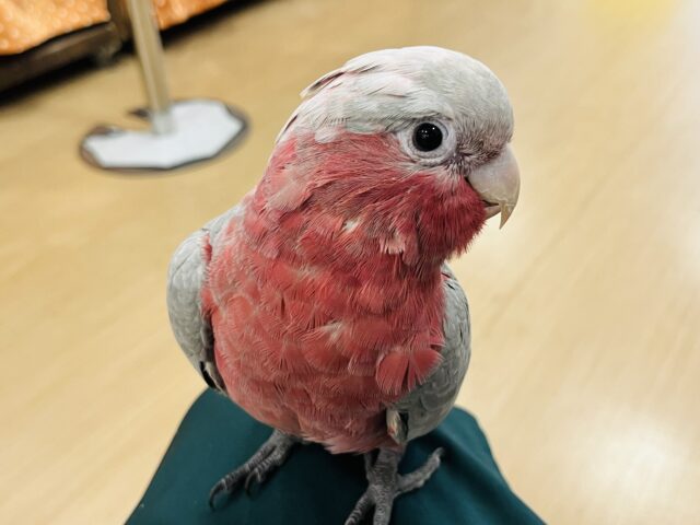 モモイロインコ