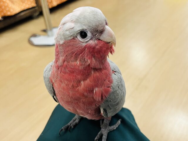 モモイロインコ