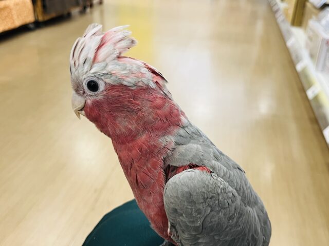 モモイロインコ