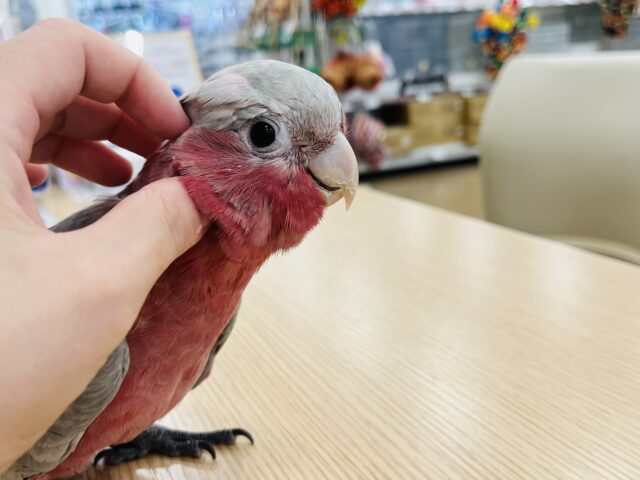 モモイロインコ