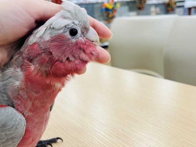 モモイロインコ