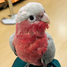 甘々♡ピンク色の天使ちゃん🧚‍♂️モモイロインコ(ノーマル) 女の子