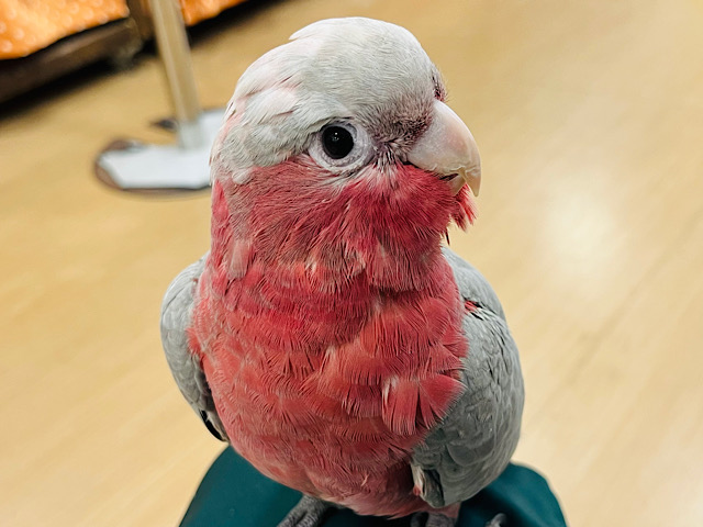 甘々♡ピンク色の天使ちゃん🧚‍♂️モモイロインコ(ノーマル) 女の子