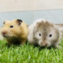 もちもち❤️ゴールデンハムスターフェア開催中🐹