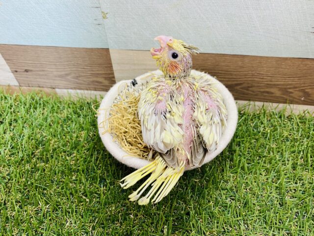 オカメインコ