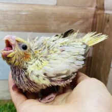 横揺れ先輩登場です✨オカメインコの（シナモンパール）
