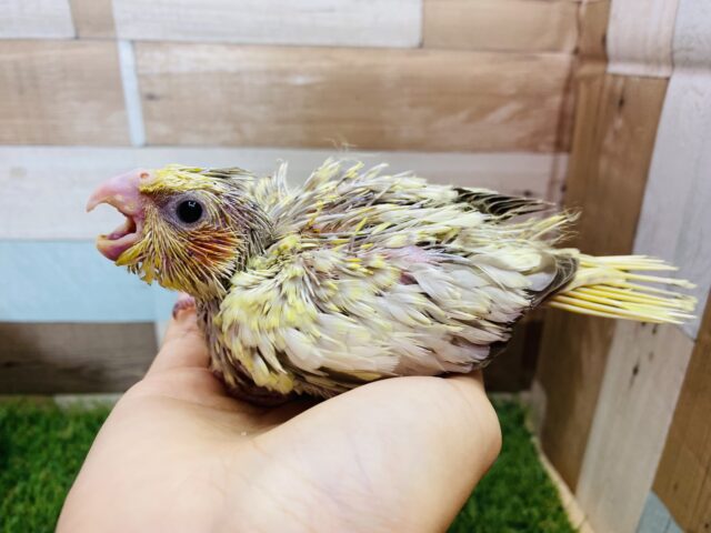 オカメインコ