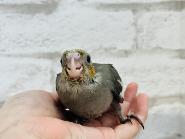 オカメインコ