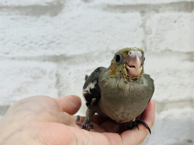 オカメインコ