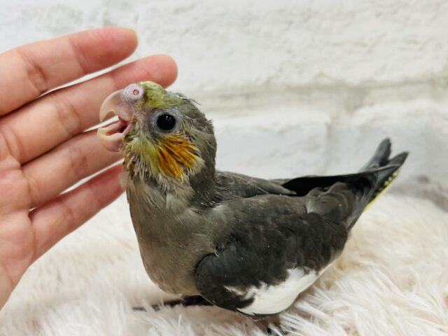 オカメインコ