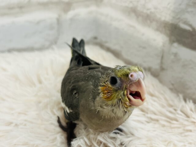 オカメインコ