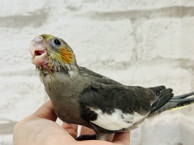 オカメインコ