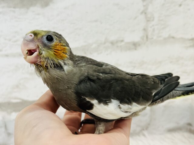 オカメインコ