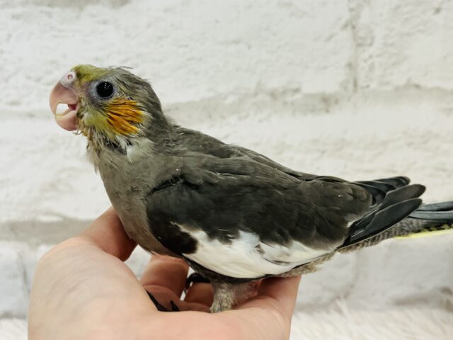 オカメインコ