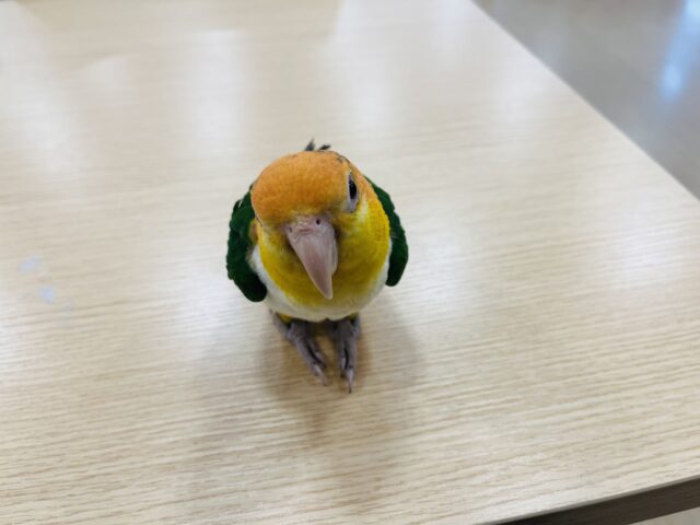 シロハラインコ