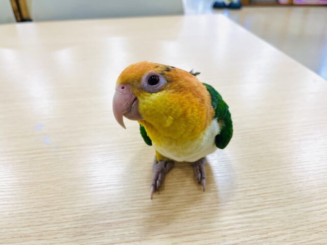 シロハラインコ