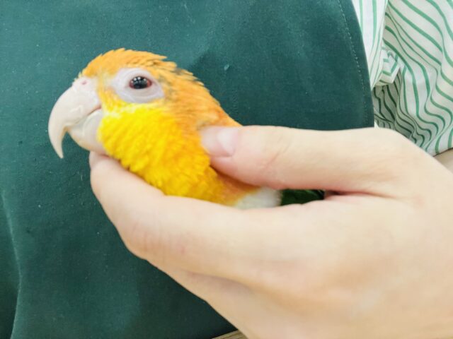 シロハラインコ