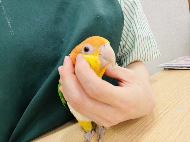 シロハラインコ