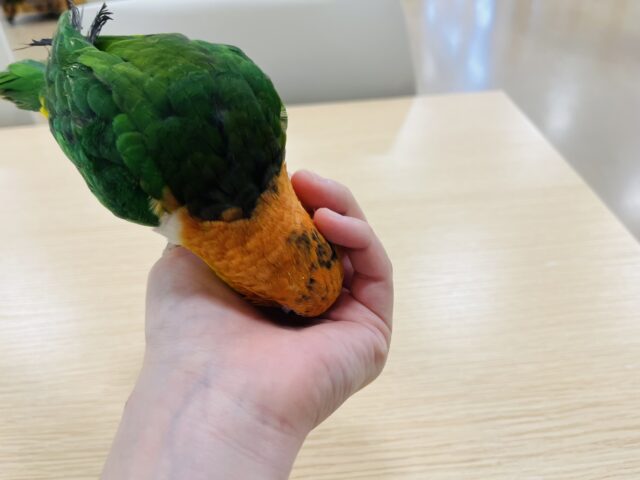 シロハラインコ