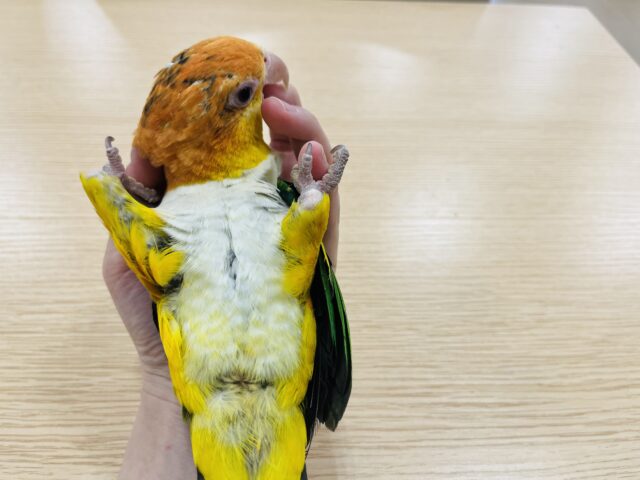 シロハラインコ