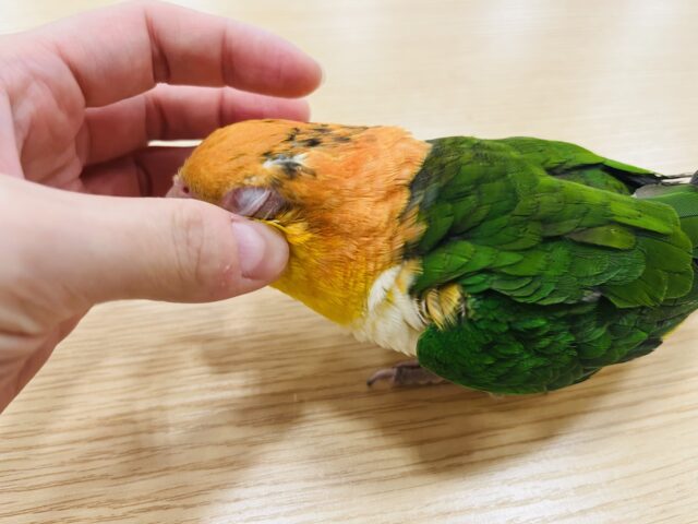 シロハラインコ