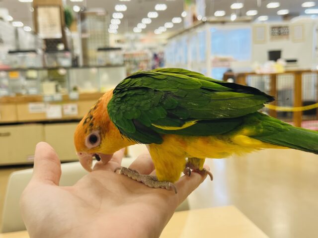 シロハラインコ