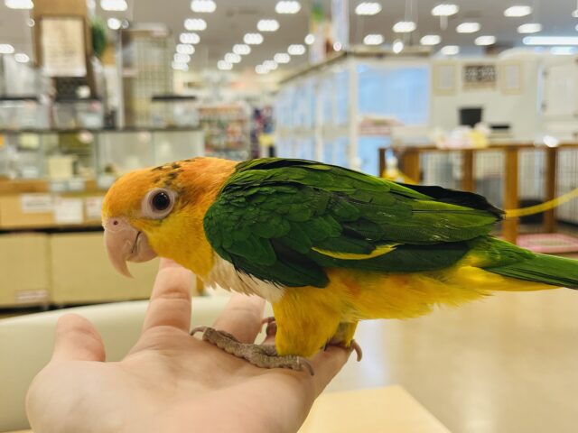 シロハラインコ