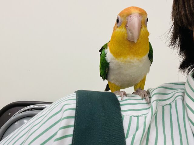 シロハラインコ