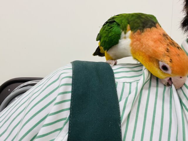 シロハラインコ