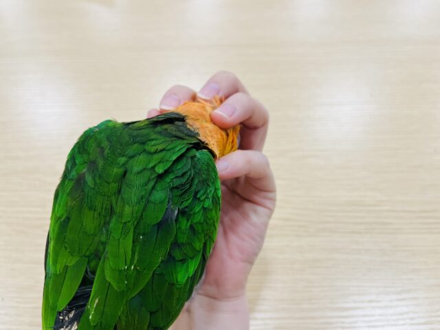 シロハラインコ