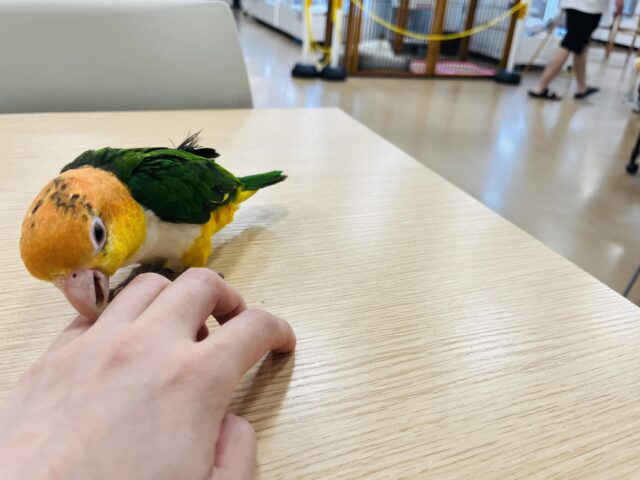 シロハラインコ