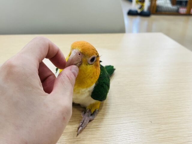 シロハラインコ