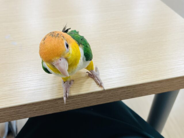 シロハラインコ